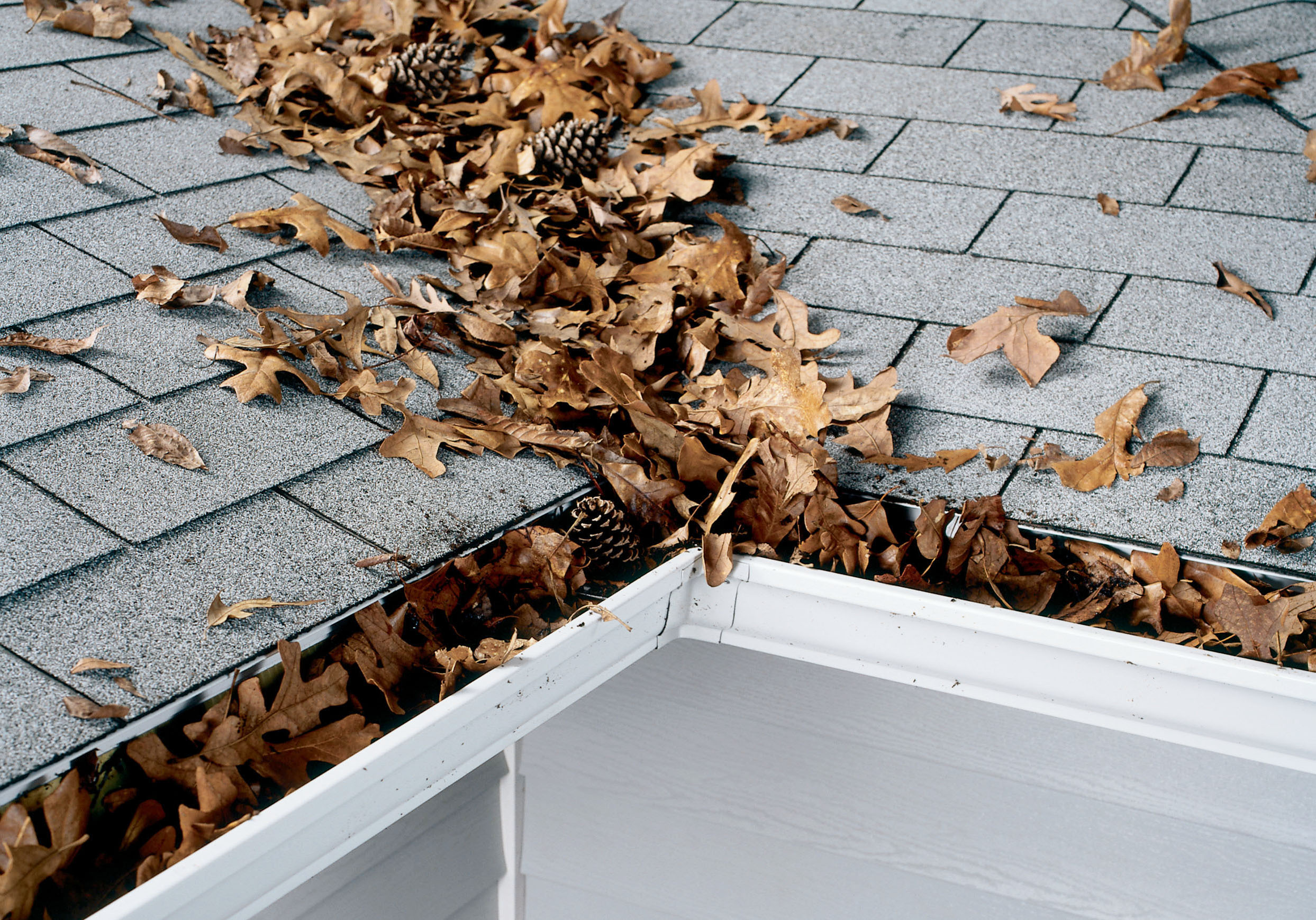Protecting Your Home's Roof in Autumn